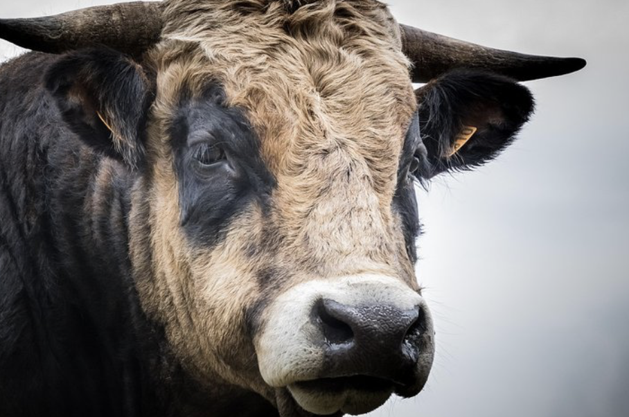 Un taureau s'échappe d'un abattoir et se réfugie dans le jardin d'un particulier