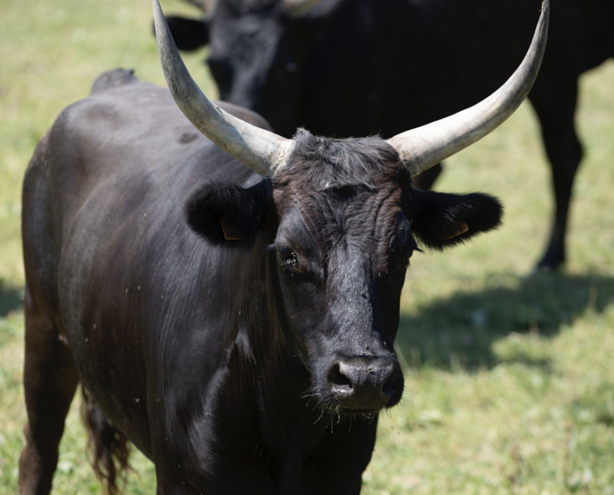 Le taureau dans le jardin
